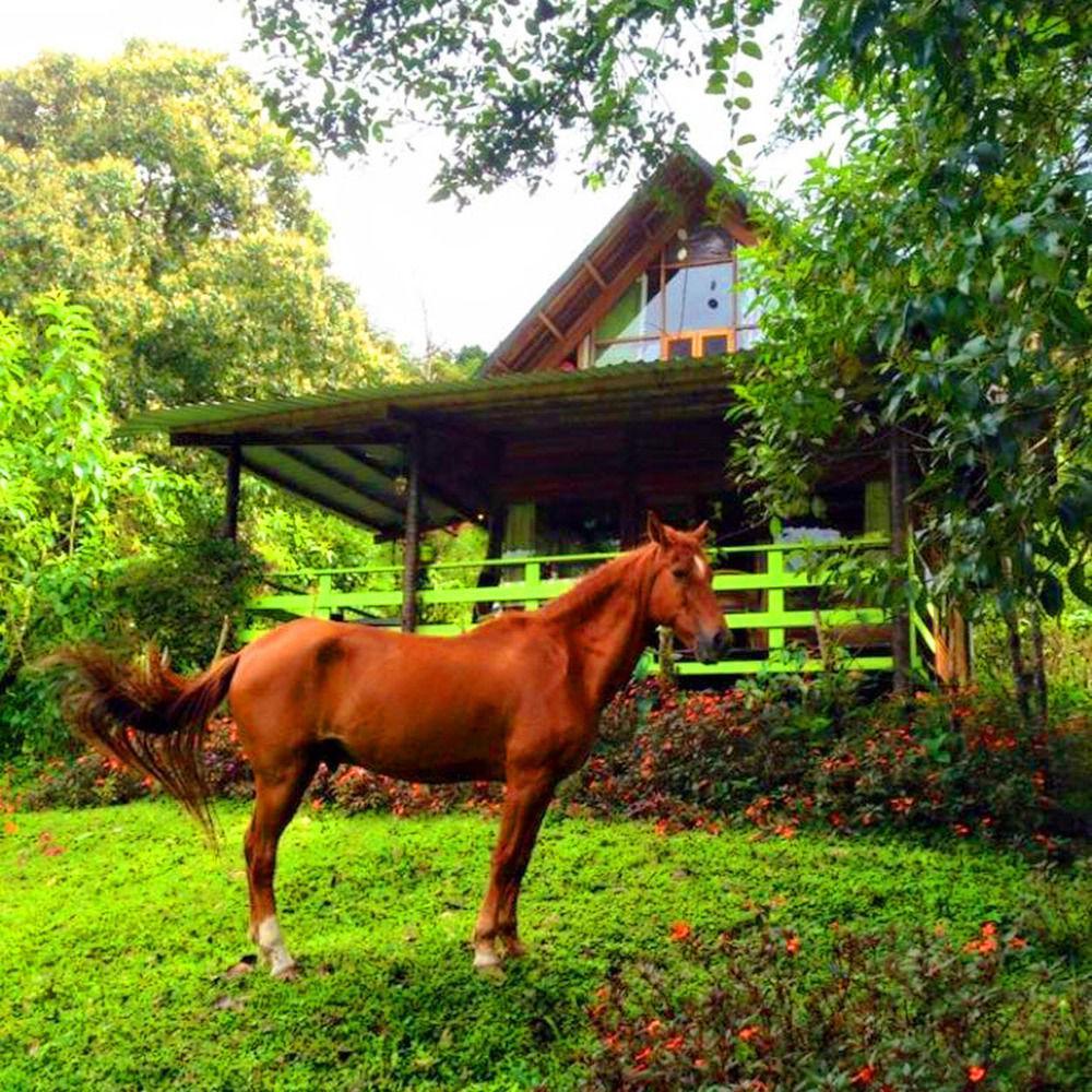 Mindo Eco Chalet Con Rio Y Cascada Dış mekan fotoğraf